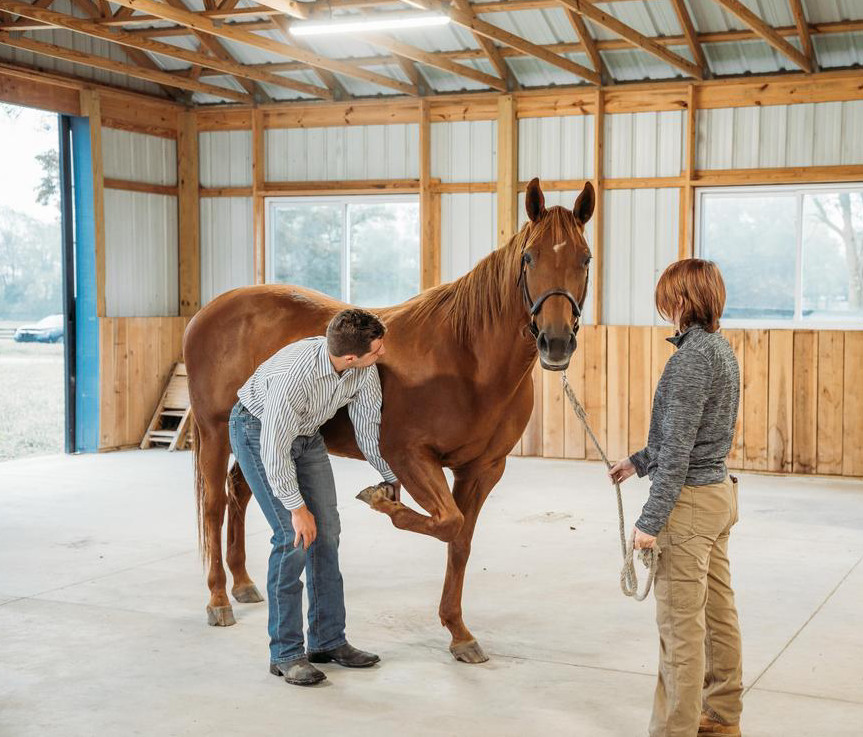 person lifting horse's leg