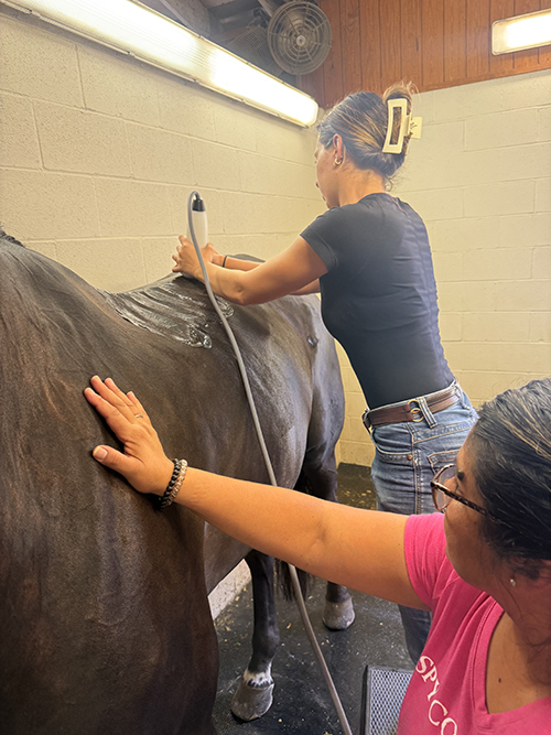 Audrey Mosby working on a horse.